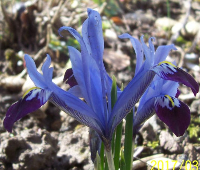100_6817 Iris reticulata.jpg