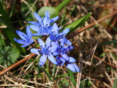 Scilla bifolia P3110063.JPG