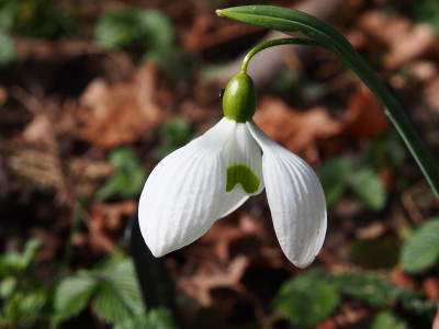Galanthus 'Dodo Norton' P3110074.JPG