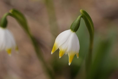 leucojum_fund.jpg