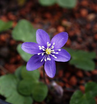 Hep-erste Blüte.gef.jpg