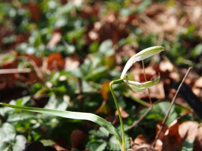 Galanthus nivalis 'Walrus' kaputtes Walross P3110075.JPG