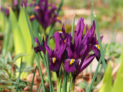 Iris reticulata 'J.S. Drijt' 4 aus einer Zwiebel von 2015 P3110082.JPG
