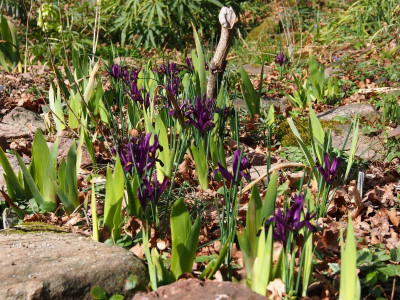 Iris reticulata 'J.S. Drijt' zwischen Bart-Iris P3110071.JPG
