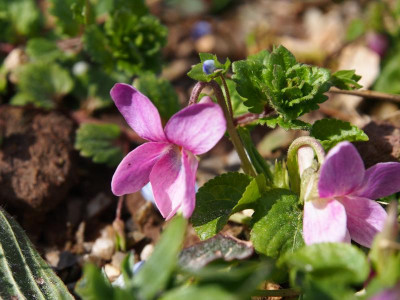 Viola odorata in Rosa P3110059.JPG
