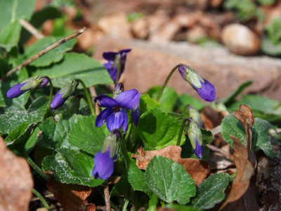 Viola odorata in Blau P3110085.JPG