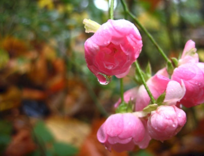 new_Rosa.jpg