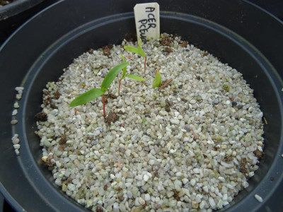 Acer pseudosieboldianum Germination März 2017.JPG