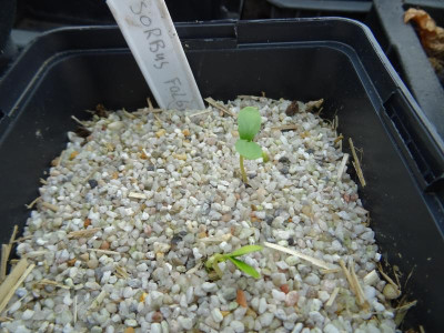 Sorbus folgneri Germination März 2017.JPG