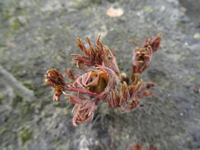 Paeonia suffruticosa Sämling März 2017.JPG