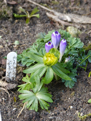 2017-03-12 Eranthis Crocus Corydalis.jpg