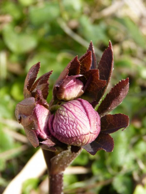 2017-03-12 Helleborus x hybridus.jpg