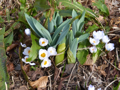 2017-03-12 Crocus 2.jpg