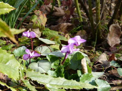 2017-03-12 Cyclamen coum.jpg