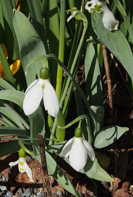 G.elwesii-halbgefüllt.jpg