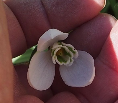 Galanthus-elwesii-halbgefuellt-i.jpg
