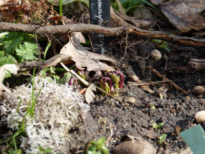 2017-03-12 Anemonopsis macrophylla.jpg