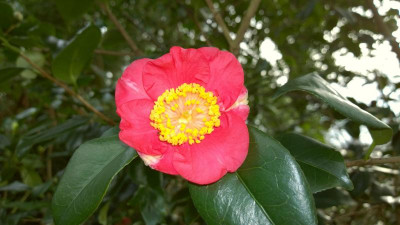 WP_20170312_011 Camellia japonica Hino Maru.jpg