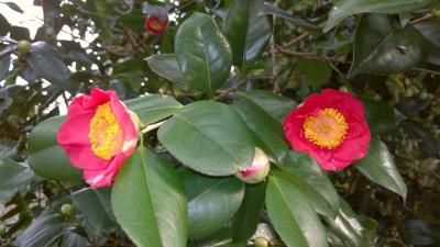 WP_20170312_010 Camellia japonica Hino Maru.jpg