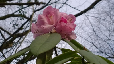WP_20170312_009 Rhododendron lukiangense.jpg
