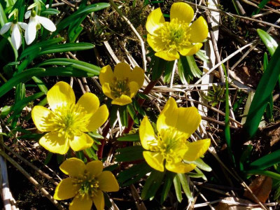 Eranthis 'Sachsengold' .jpg