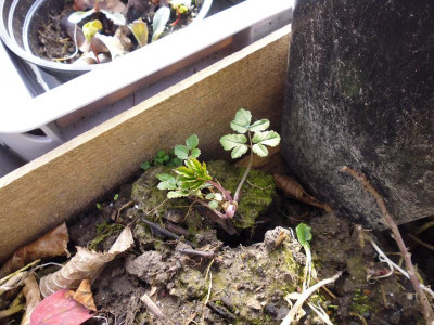 P1020315.JPG