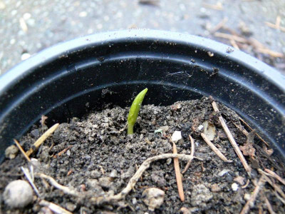 Trillium  Ludovicianum.JPG