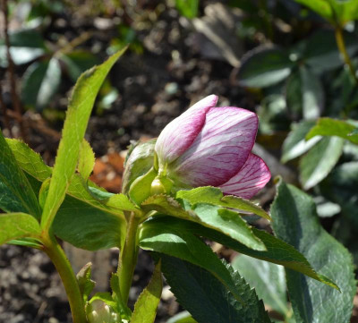 Helleborus-Sämling-Picotee-roteNektarien.17-1.jpg