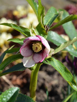 Helleborus-Sämling-Picotee-roteNektarien.17-2.jpg