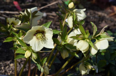 Helleborus-K&L.17-1.jpg