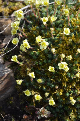 Saxifraga.LeoGordonGodseff-17-1.JPG