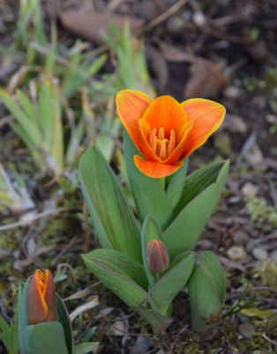 Tulipa-EarlyHarvest.17-1.jpg