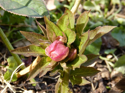 2017-03-12 Helleborus x hybridus Apricot.jpg
