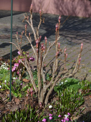 Paeonia-weiß.17-1.JPG