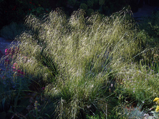 stipa_gigantea.jpg