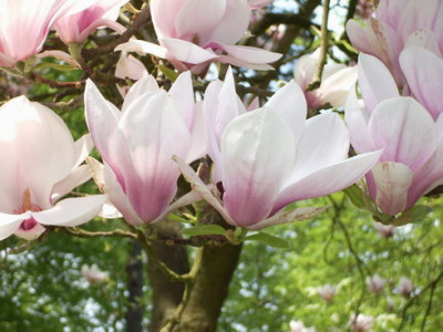 Magnolie_Schlossgarten_2.jpg