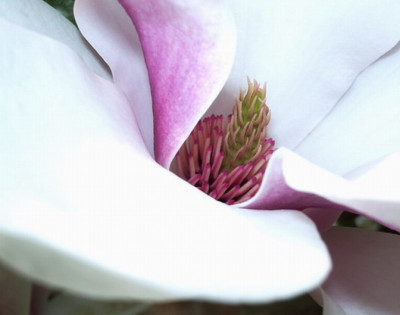 Magnolie_Schlossgarten_3.jpg