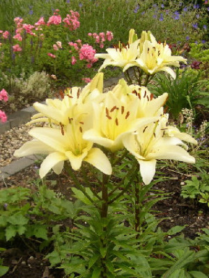 lilien.jpg