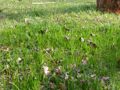2017-03-12 Crocuslaub.jpg