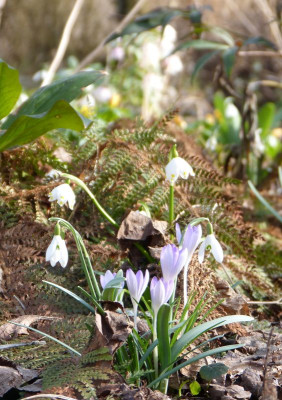 2017-03-12 Gartenimpressionen 2.jpg