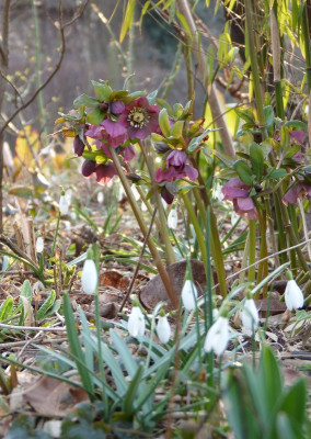 2017-03-12 Gartenimpressionen 3.jpg