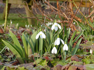 2017-03-12 Gartenimpressionen 4.jpg