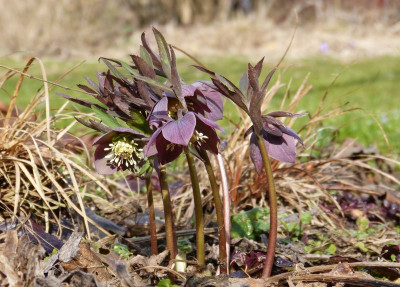 2017-03-12 Helleborus purpurascens.jpg
