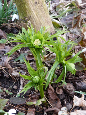 2017-03-12 Helleborus multifidus 1.jpg