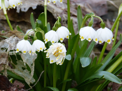 2017-03-12 Leucojum vernum.jpg