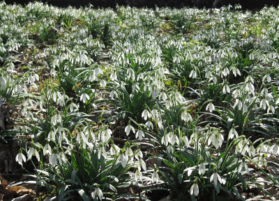 IMG_9371_Schlosspark_Uebigau_12Maerz2017_.jpg
