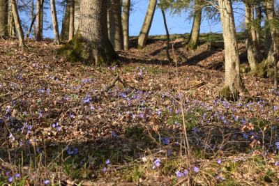 hep_wald.jpg