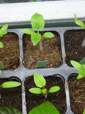 2017-03-12 Tomaten 'Solotaja Kaplja'.jpg