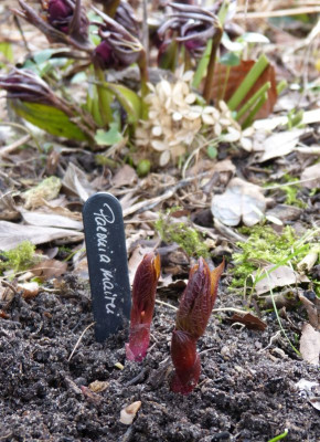 2017-03-12 Paeonia mairei.jpg