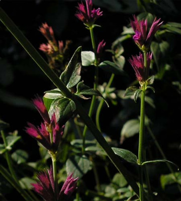 Agastache_lanceolata.JPG